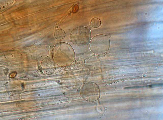 Conocybe horakii      Watling & G.M. Taylor